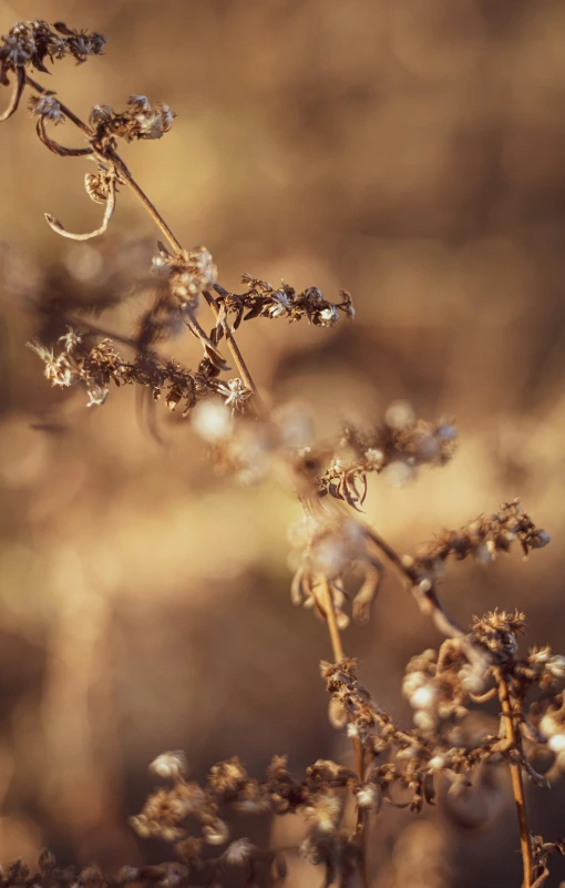 a plant with white flowers in it