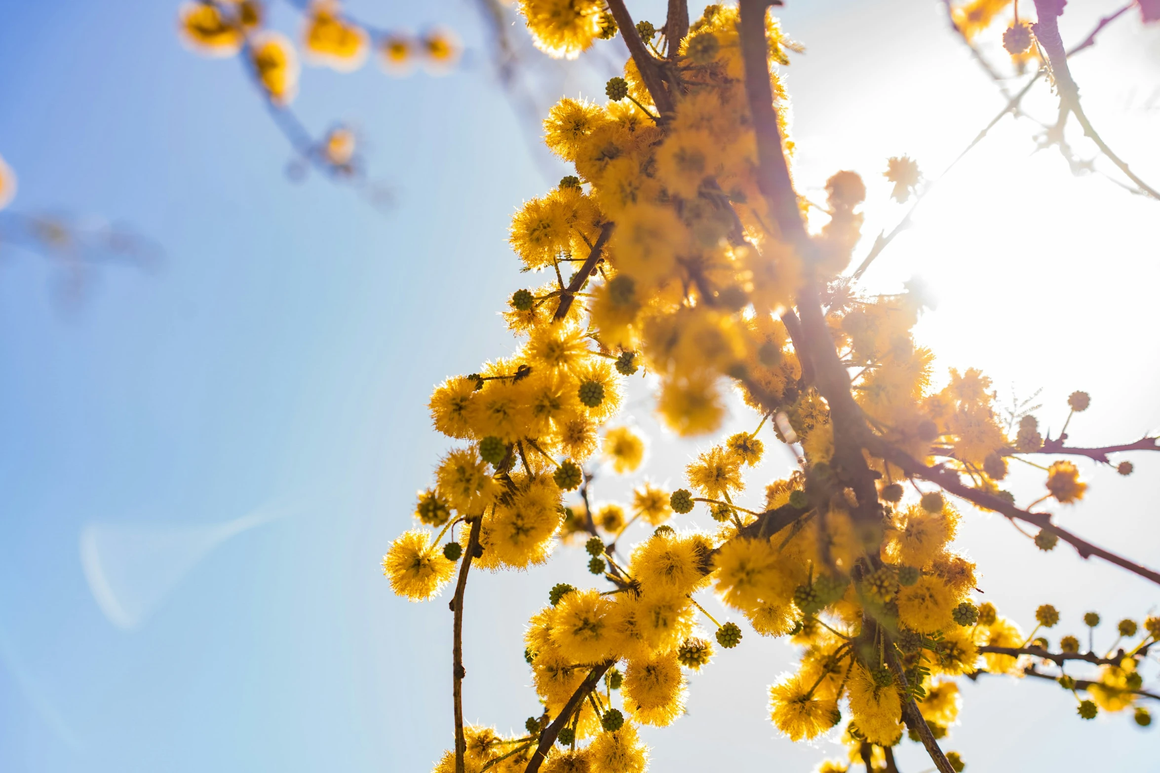 a cluster of yellow flowers against a blue sky