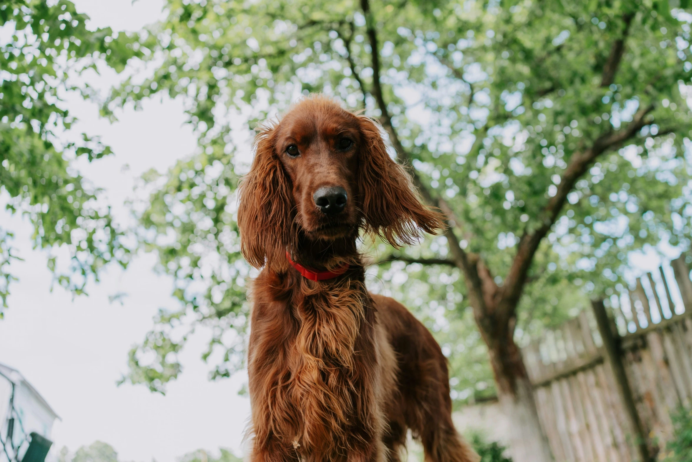 a dog that is standing in the grass