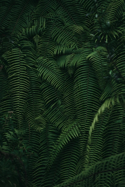 the back side of leaves with a few red dots