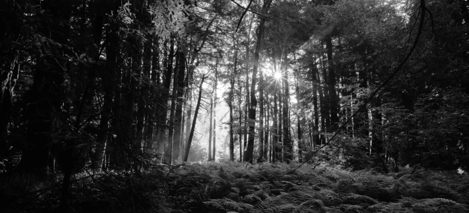 black and white image of trees with mist coming from the tops