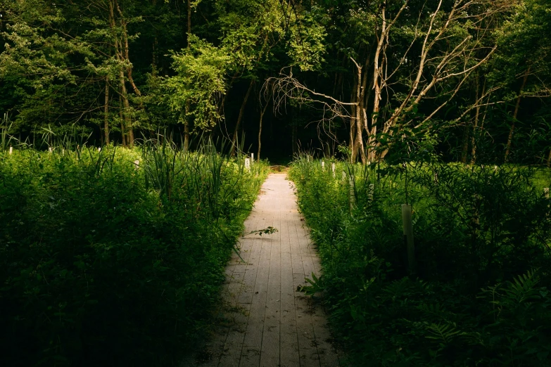 a walkway in a field surrounded by trees
