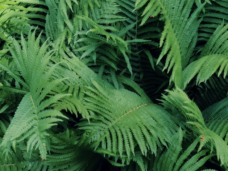 the ferns in front of the camera are green