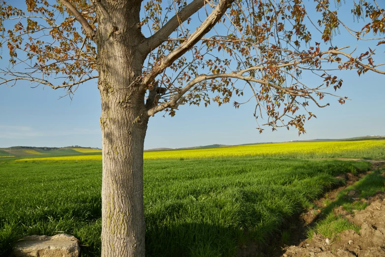 a single tree standing in the middle of a grassy field