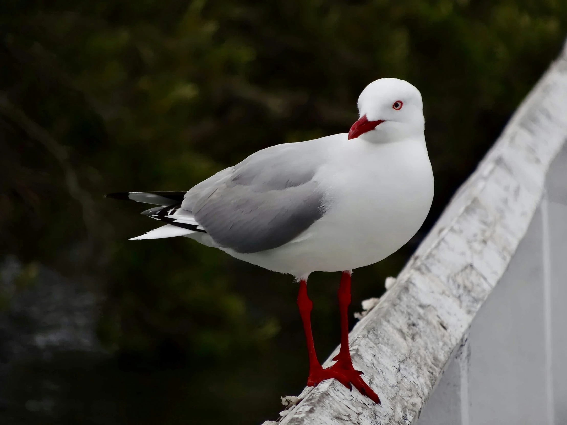 a seagull stands atop a section of concrete