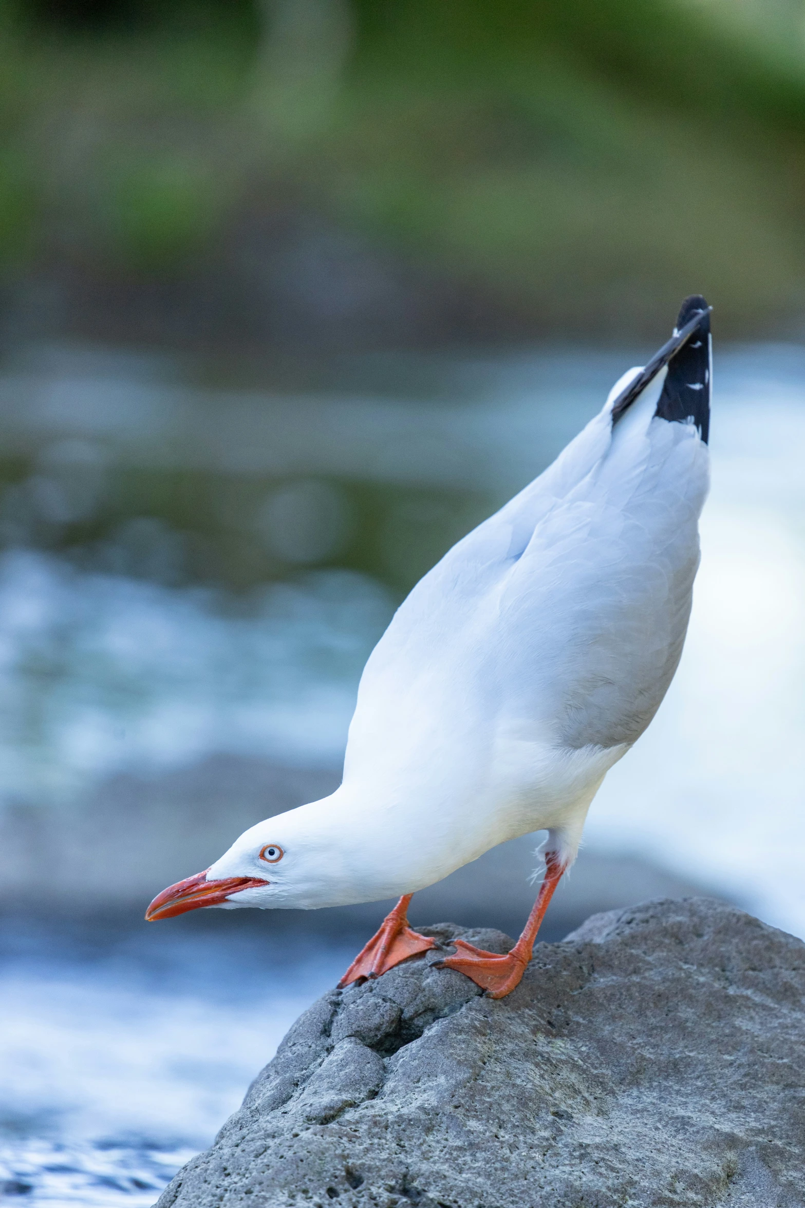 the bird is standing on some rocks near water