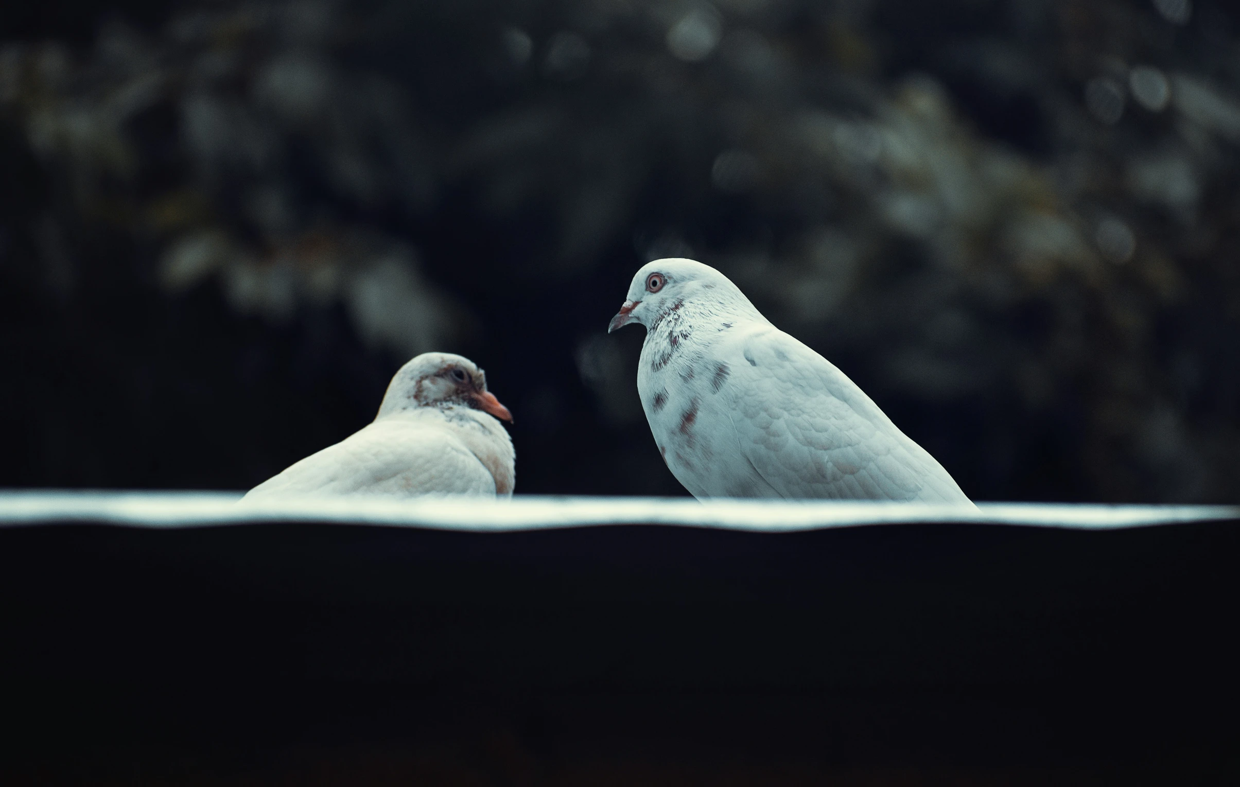 two birds perched on top of each other in the water