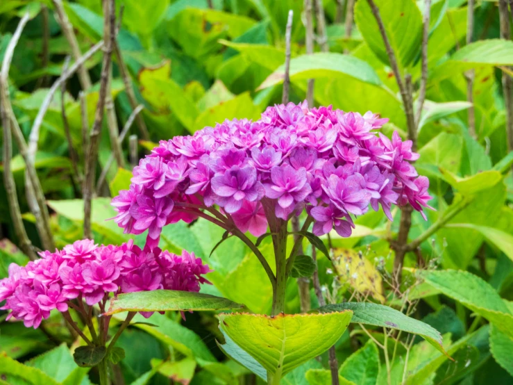 some pink flowers in the middle of many green leaves