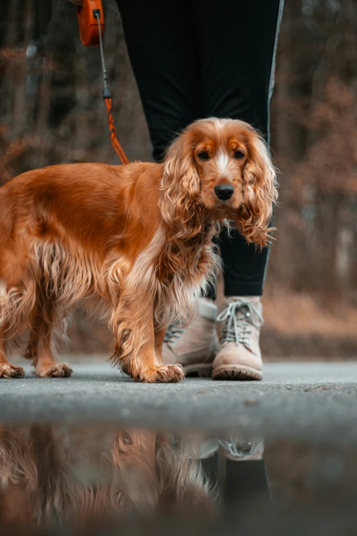 a person walking with a red dog on a leash