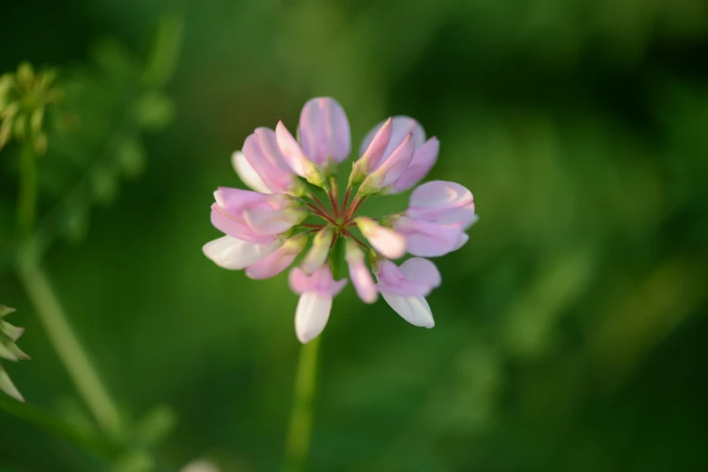 a pink flower on a stalk in the background