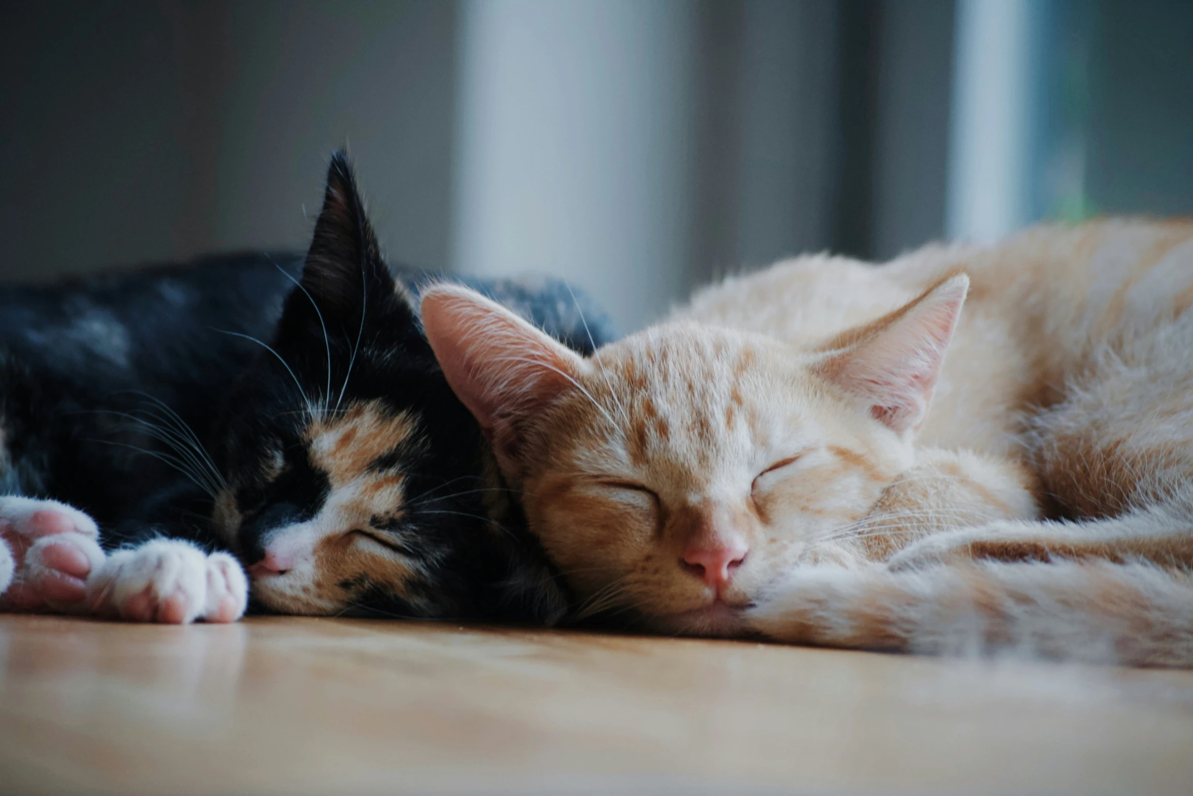 two cats lying next to each other and snuggle