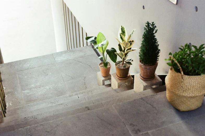 various plants sitting in baskets next to each other