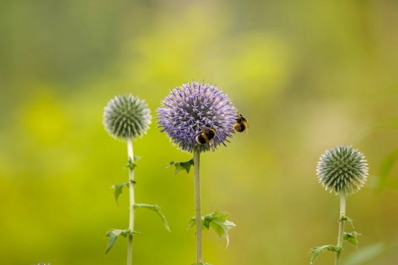 two large purple flowers with a bee resting on it