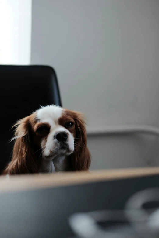 there is a dog that is sitting on a chair looking off in the distance