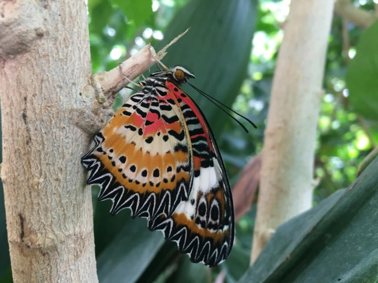there is a colorful erfly that is sitting on a tree