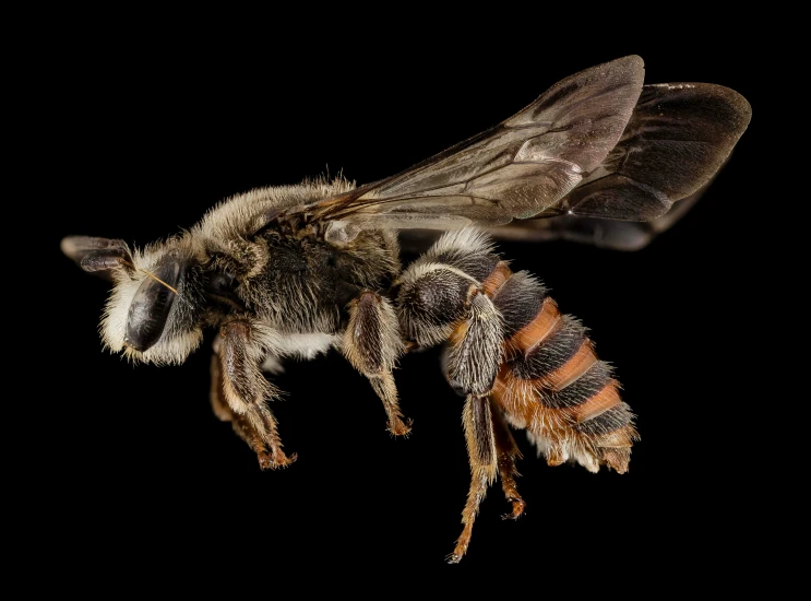 a close - up of a honey bee on the dark background