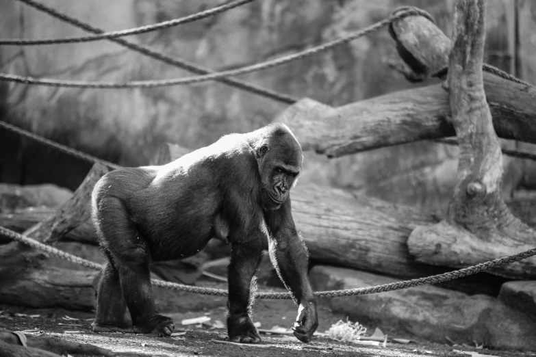 a gorilla stands next to a rope in its zoo exhibit