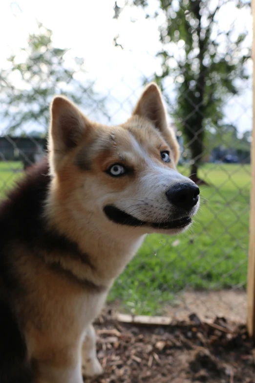 a close - up of a dog looking at the camera