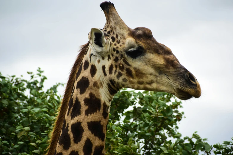 a giraffe is shown next to some trees