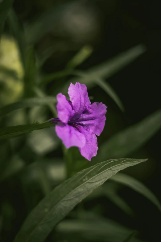 a purple flower is shown sitting on some green leaves