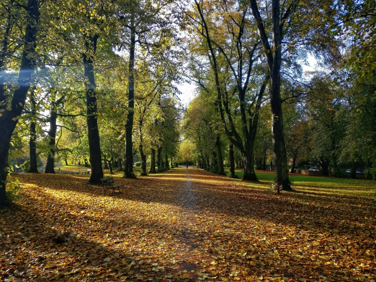 leaf strewn path in park next to trees