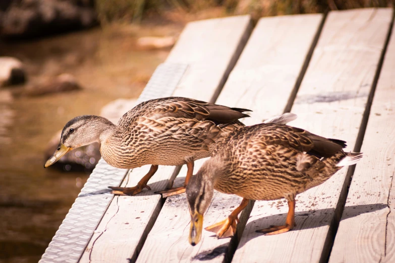 two ducks standing on top of a wooden plank