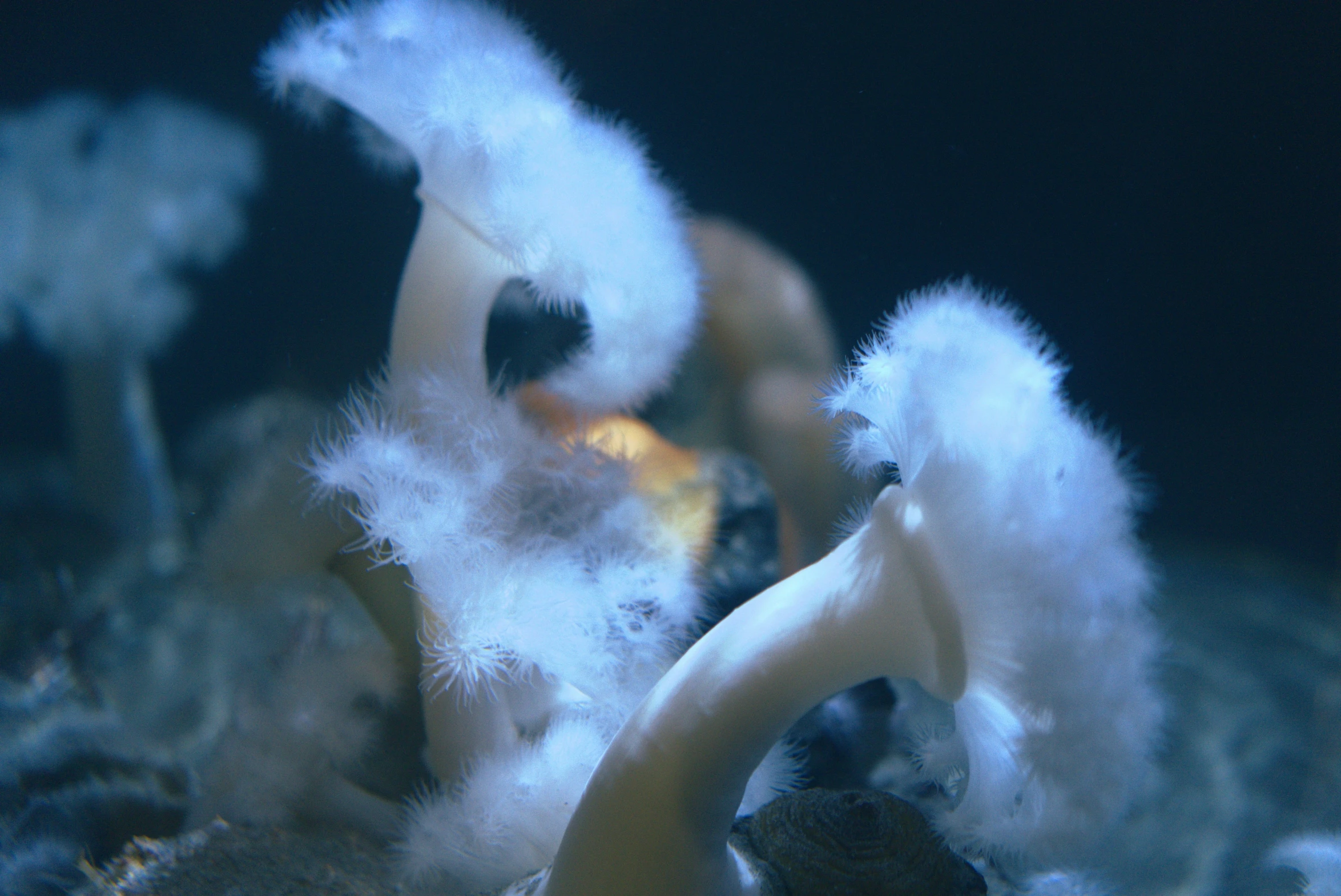 an underwater scene is pictured with various small structures