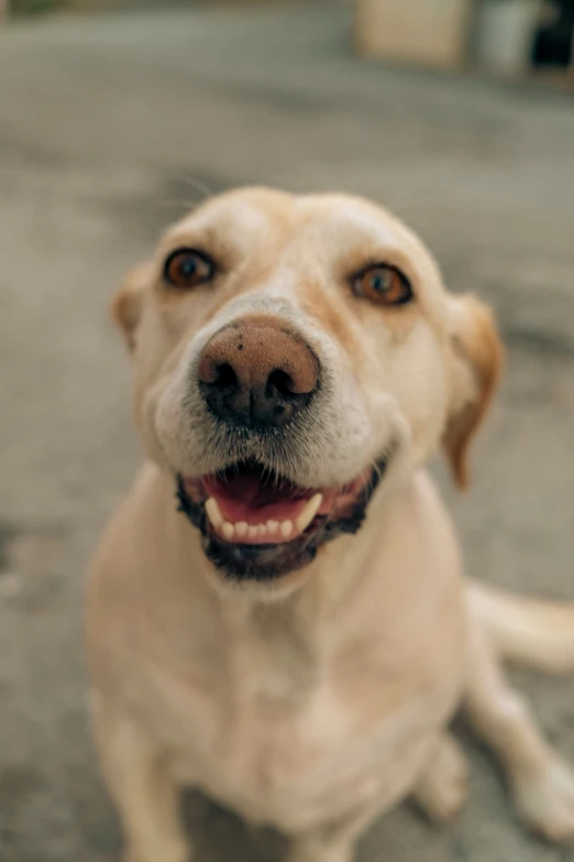 a dog is sitting down smiling for the camera