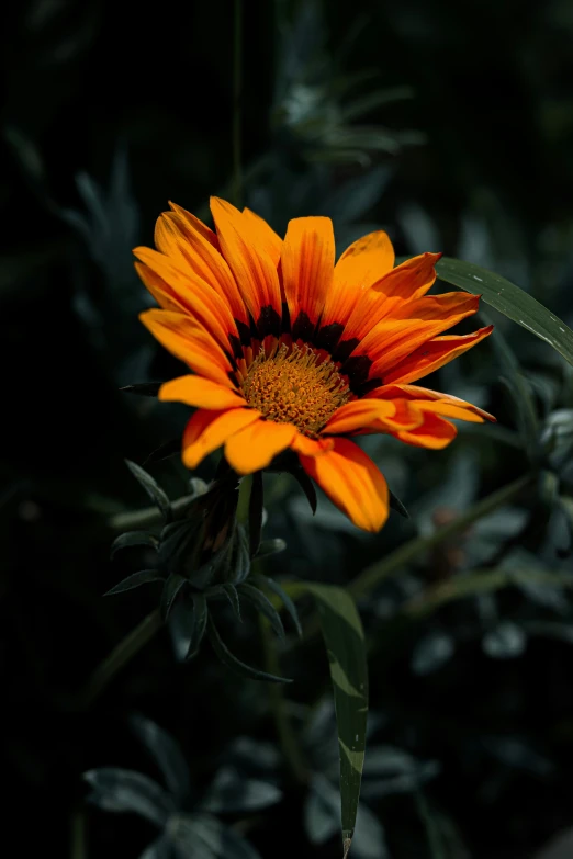 an orange flower with some green leaves in it