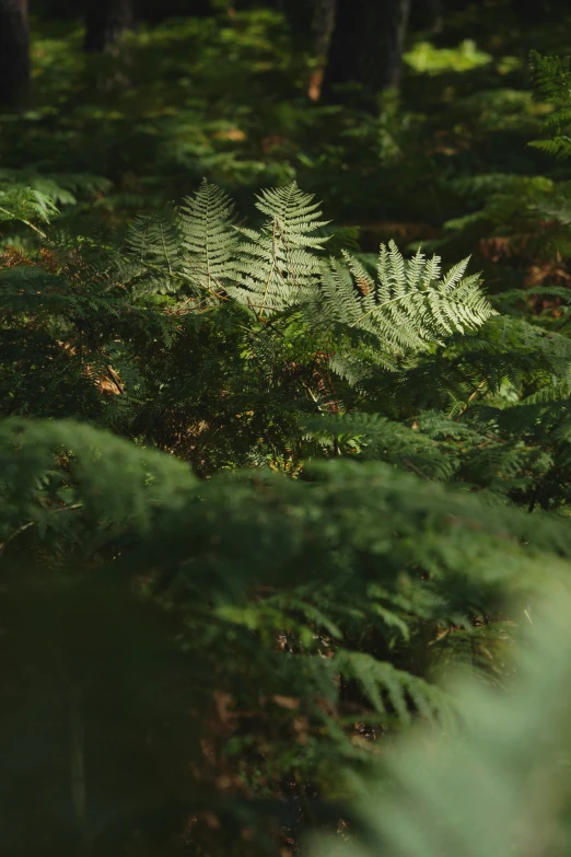 a large group of green leaves on the ground