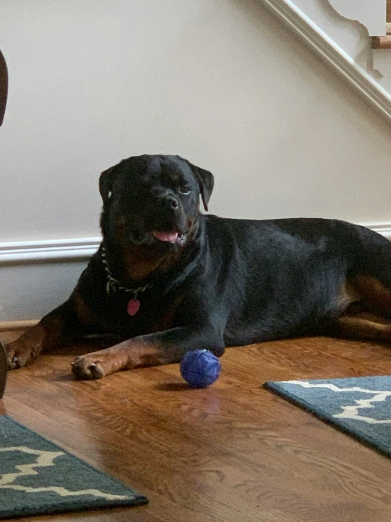 a dog is laying down with its paw on a tennis ball