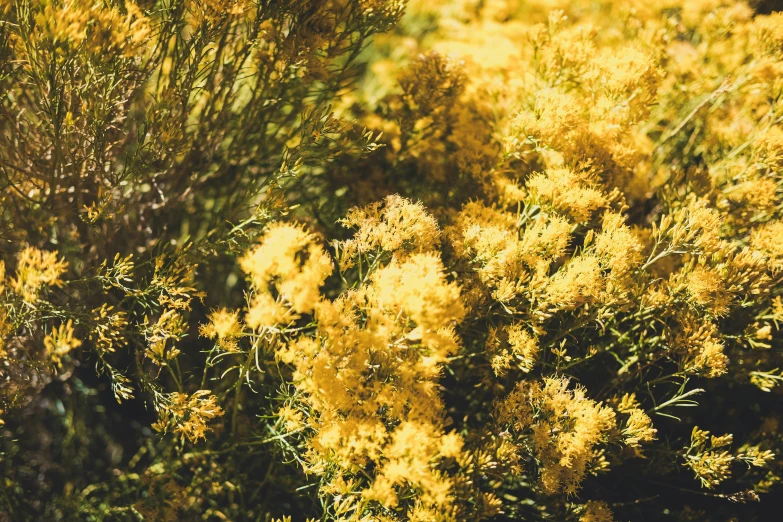 wild flowers are shown in the sun, and one has a yellow bird