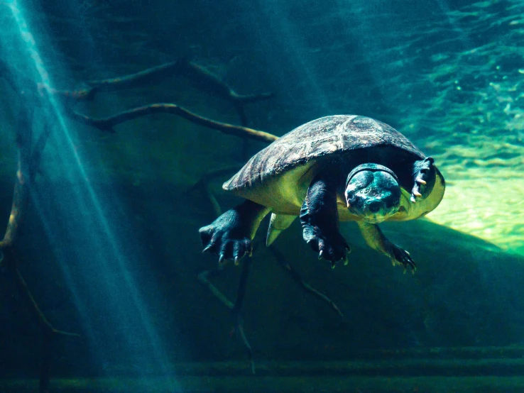 a large turtle swimming in an aquarium next to rocks and water