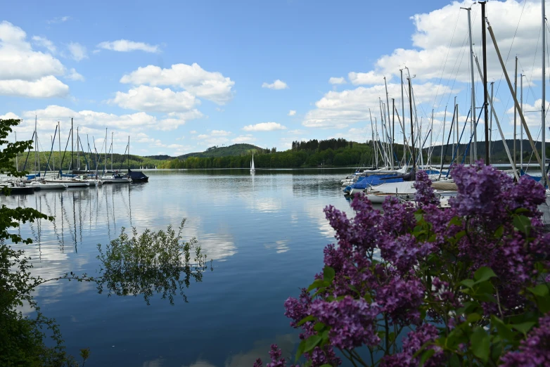 beautiful purple flowers sitting in front of a lake full of boats