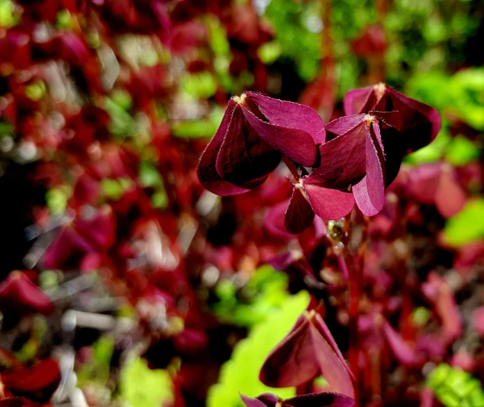 purple flowers and green plants in the background