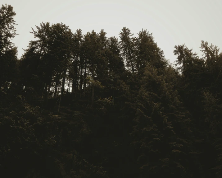 trees surrounding and some blue birds in the sky