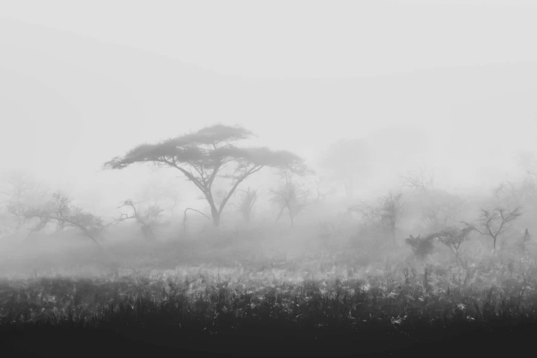 black and white pograph of some trees in the fog