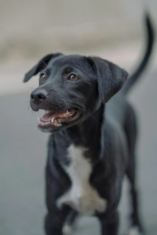 a black dog standing next to a brick wall