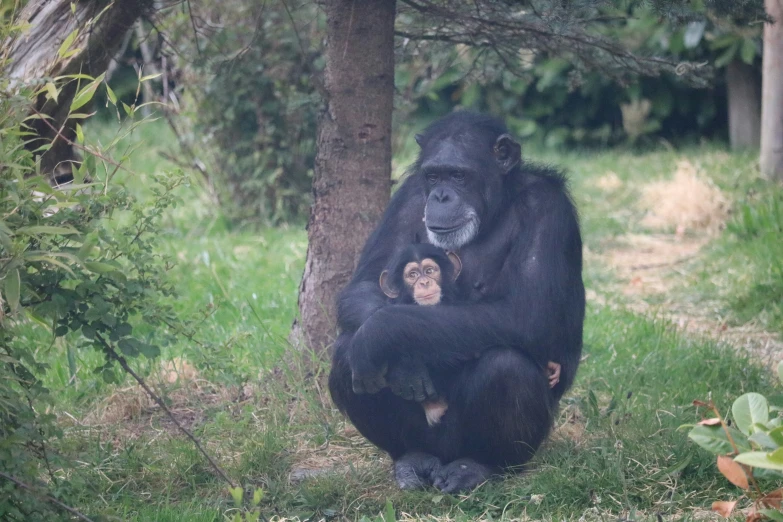 an adult and baby chimpan sit in the grass under a tree