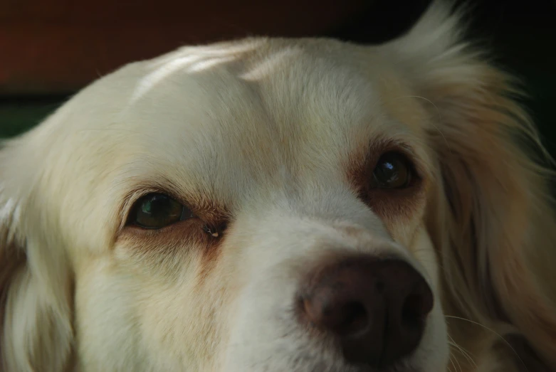 a close up po of a white dog's eyes