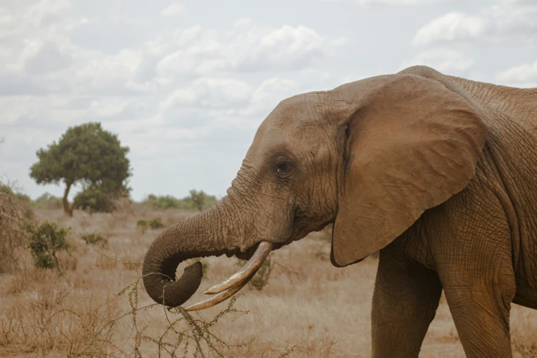 an elephant with tusks and large tusk eating leaves