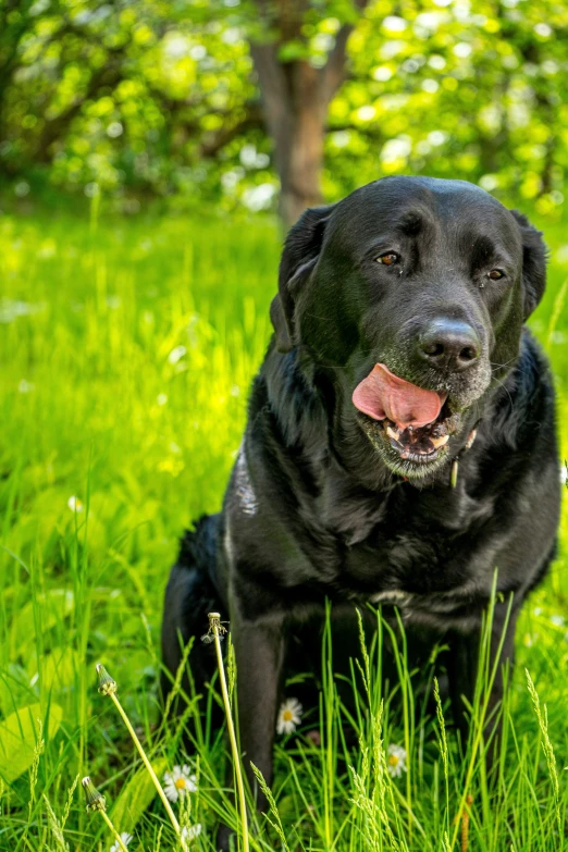 a dog that is sitting in the grass