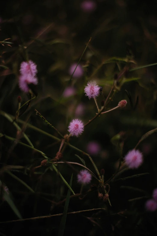 purple flowers growing in a field with dark background