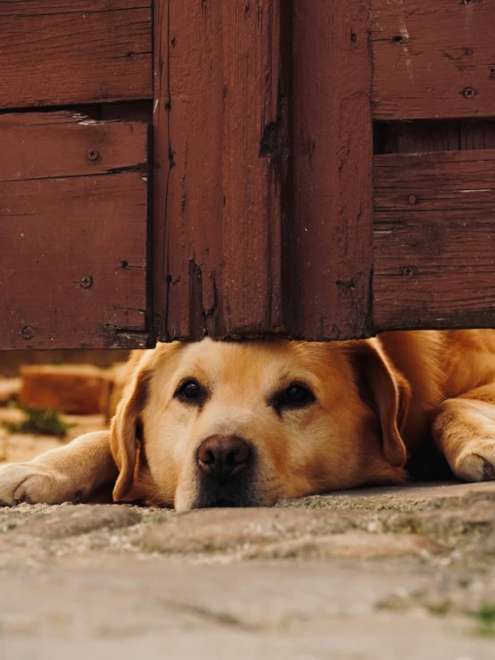 a large brown dog laying in front of a wooden door