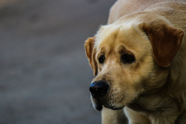 a dog looks at soing in the distance