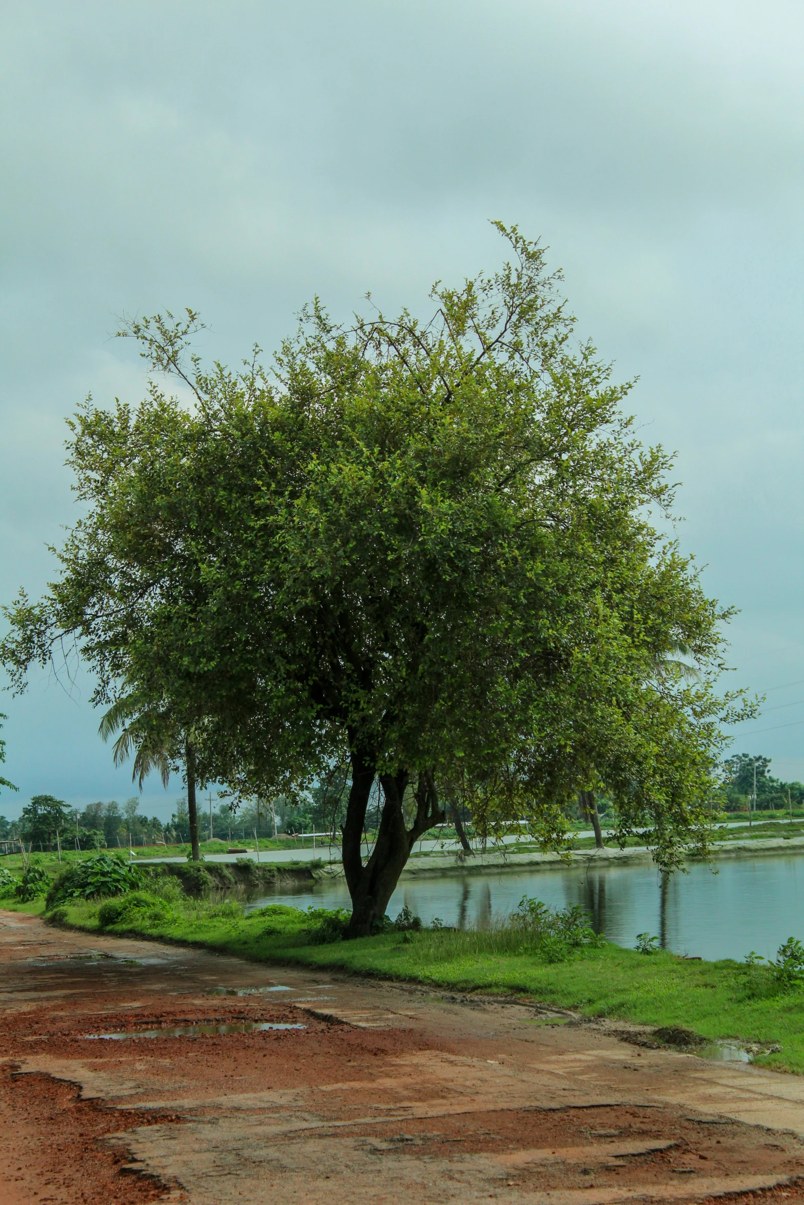 an empty pathway leading to a tree and water