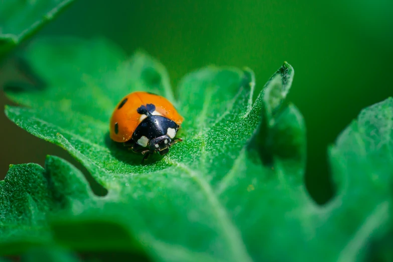 there is a lady bug on the leaf