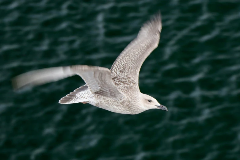 the bird is flying above the water and it has dark colors