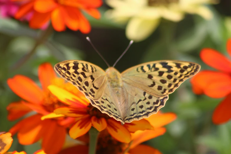 a erfly that is sitting on some flowers