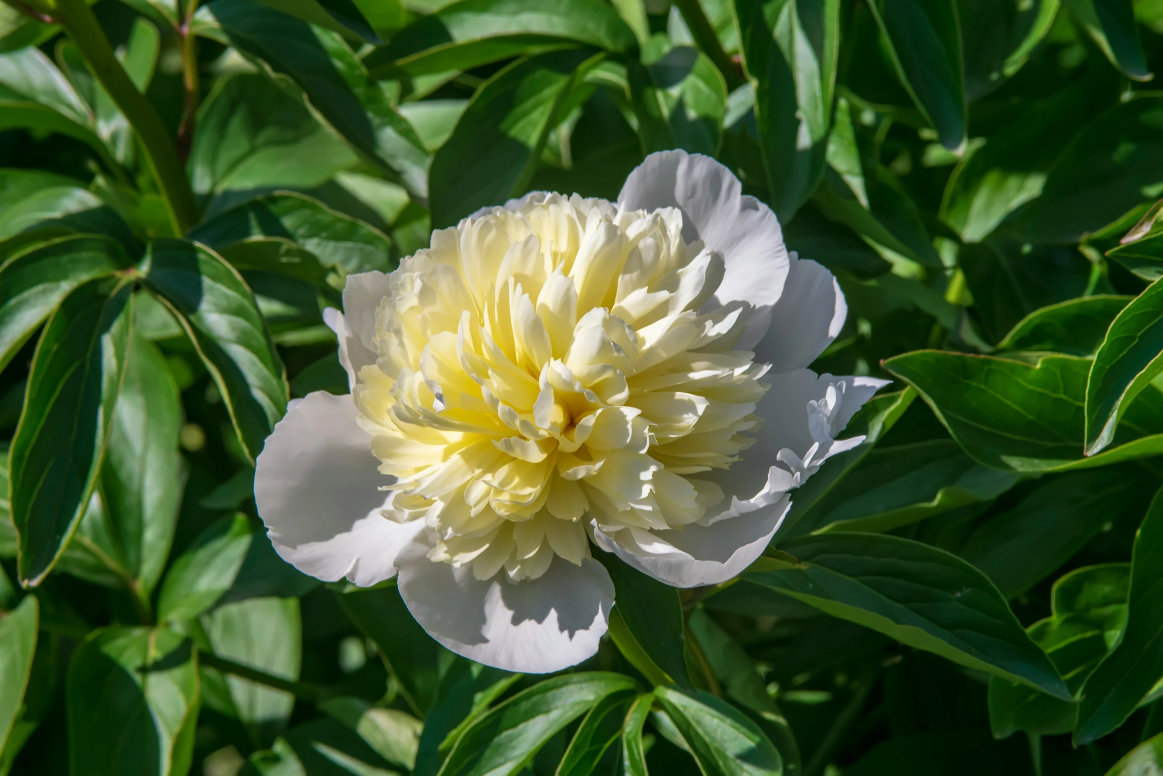 large white flower on top of large green leaves